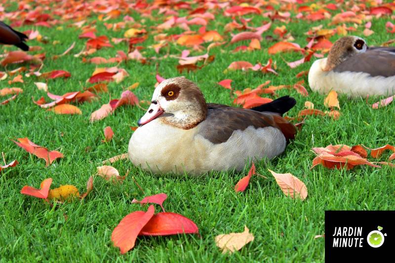 Entretenir sa pelouse en automne