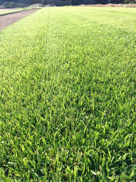 Gazon Bermuda Grass aux Pennes Mirabeau