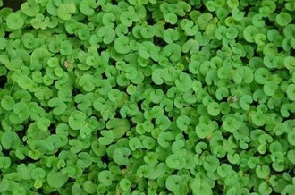 Dichondra Repens : le gazon qui ne se tond jamais ! Hyères