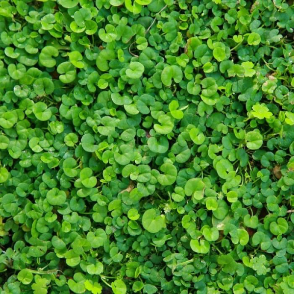 Gazon en plaque dichondra repens Toulon