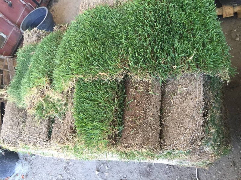 Gazon en plaque Zoysia Japonica Var 