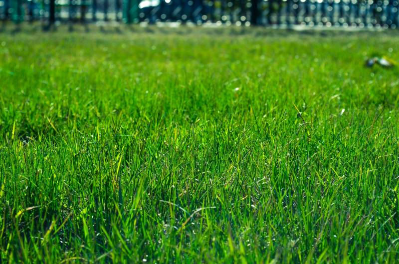 gazon naturel en plaque a la vente Les Pennes mirabeau